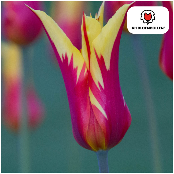 Beeld