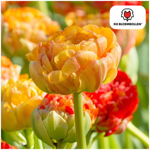 Tulpenbollen Gudoshnik Double ,Kleur Geel -Oranje -Rood , Dubbelbloemige Tulp, Voor Tuin of Pot, 1 zak a 20 stuks