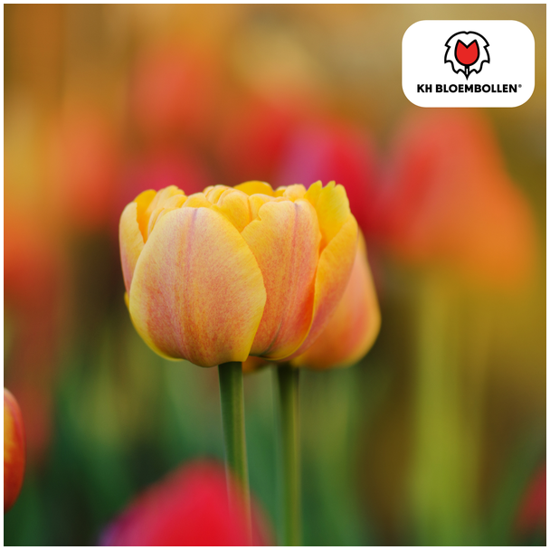 Tulpenbollen  Icoon,Kleur Zalmrose , licht Oranje, Dubbelbloemige Tulp, Voor Tuin of Pot, 1 zak a 20 stuks