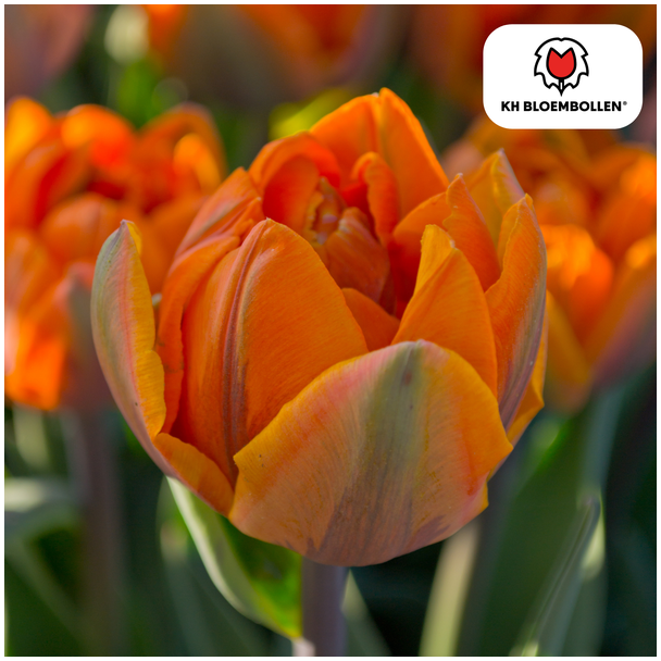 Beeld