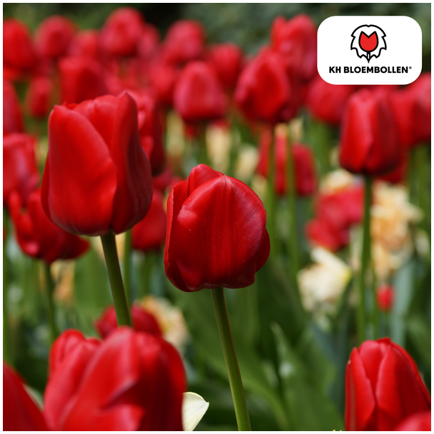 Tulpenbollen Ile de France,Kleur Diep Rood, Elegante Tulp, Voor Tuin of Pot, 1 zak a 20 stuks