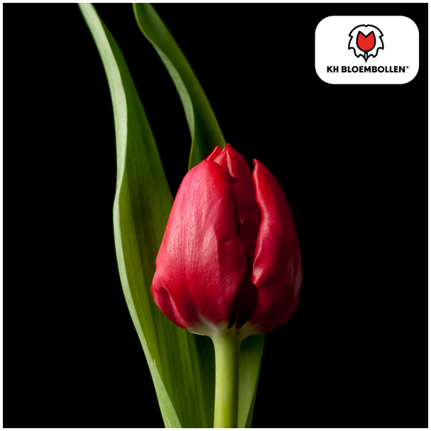 Beeld