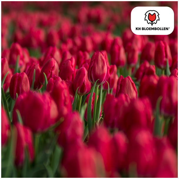Beeld