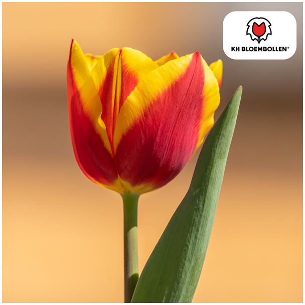 Tulpenbollen Jan Seignette,Kleur Rood, Geel, Voor Tuin of Pot, 1 zak a 20 stuks