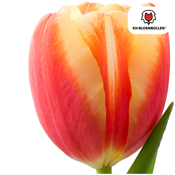 Beeld