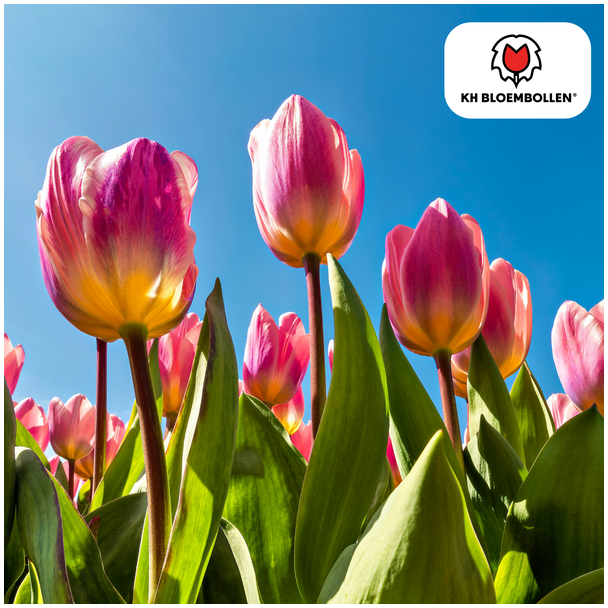 Tulpenbollen Light and Dreamy, Pastelkleuren Licht Perzik, Zacht Roze, RoomWit, Romantische Uitstraling, Voor Tuin of Pot, 1 zak a 20 stuks
