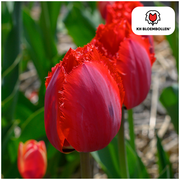 Tulpen Masterpeace,  Kleur donkerroze, Dubbelbloemige Tulp met kartelrand,  1 zak a 20 stuks