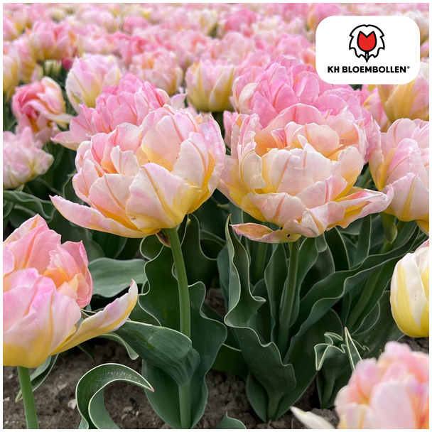 Tulpen Password, Kleur Zacht Licht Roze, Dubbelbloemige Tulp, Romantische Uitstraling, Voor Tuin of Pot, 1 zak a 20 stuks