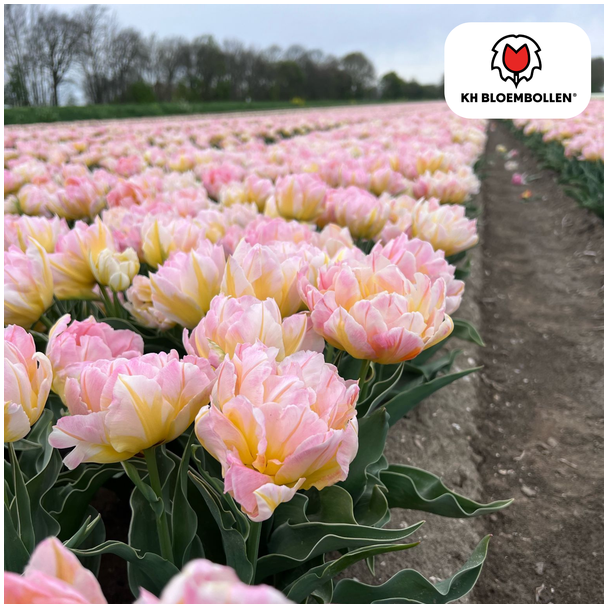 Beeld