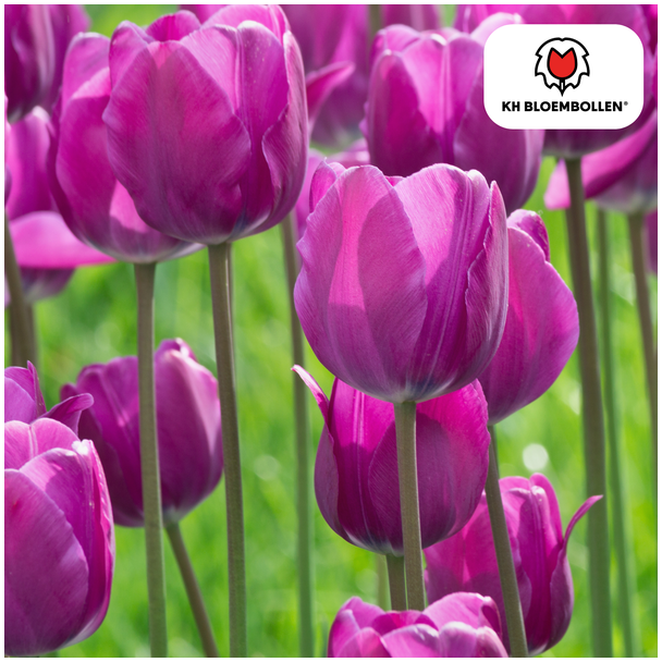 Kado Tip! Tulpen Purple Prince, Kleur Paars-Violet,  Opvallend luxe en Mystiek, Voor Tuin of Pot, 1 zak a 20 stuks