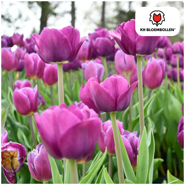 Beeld