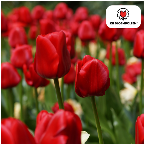 Kado Tip! Tulpen Seadov, Kleur Dieprood,  Opvallend Gekartelde Rand, Voor Tuin of Pot, 1 zak a 20 stuks