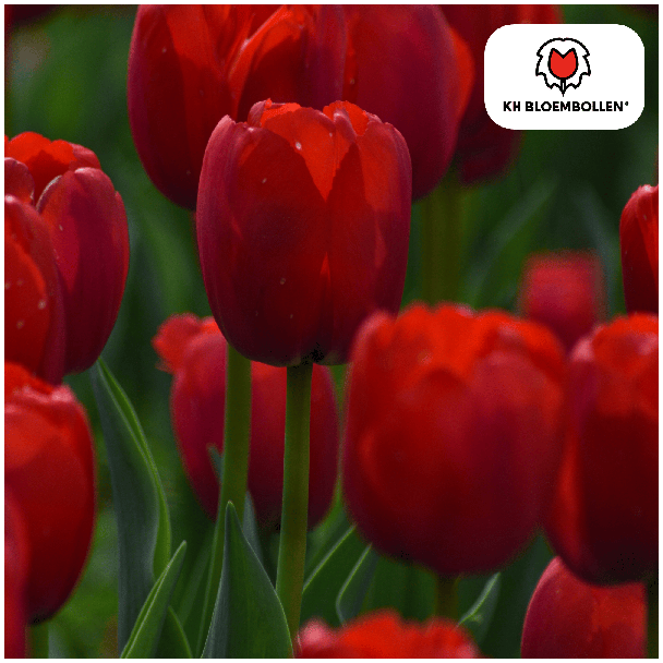 Beeld