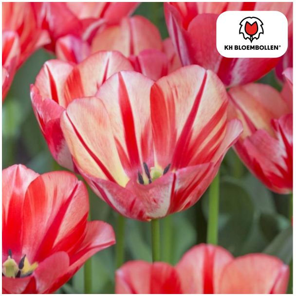 Kado Tip! Tulpen Spring Break, Kleur Rood-Oranje,  Vurig & Opvallend, Voor Tuin of Pot, 1 zak a 20 stuks