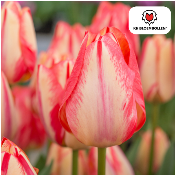 Beeld