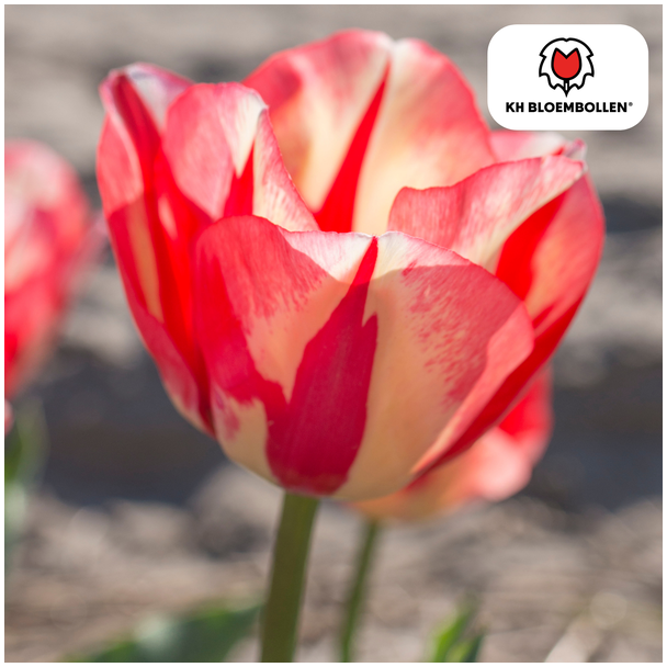 Beeld
