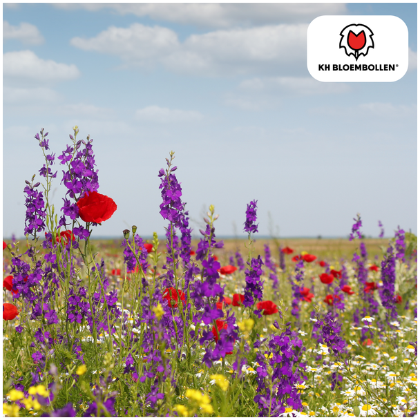 Wilde Bloemenzaad Mengsel – 100 gram | Goed voor Bijen  Vlinders & Biodiversiteit | ± 30–50 m²