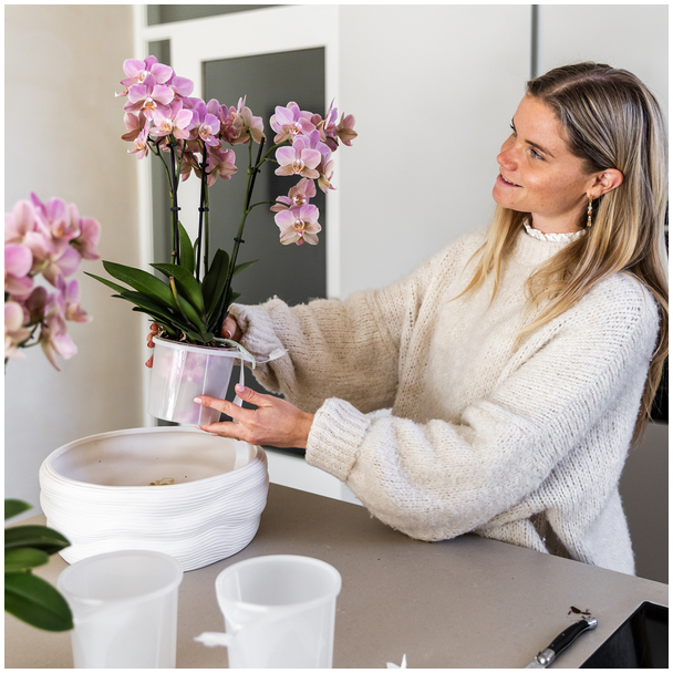 Kolibri Orchids | witte orchideeënset in Como dish incl. waterreservoir | drie witte orchideeën Amabilis 9cm | Mono Bouquet wit met zelfvoorzienend waterreservoir