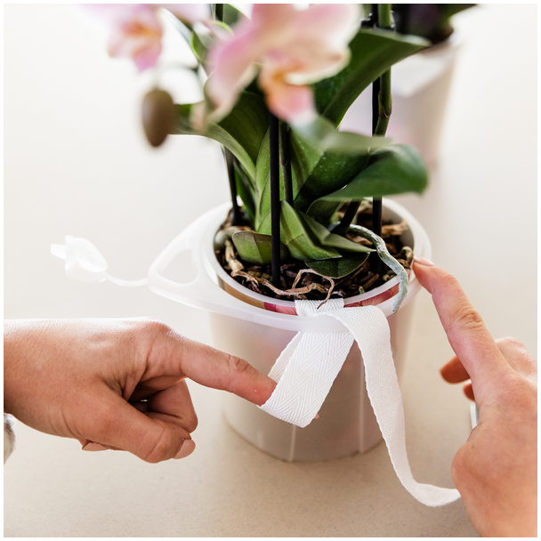 Kolibri Orchids | oranje orchideeënset in Como dish incl. waterreservoir | drie oranje orchideeën Bolzano 9cm | Mono Bouquet oranje met zelfvoorzienend waterreservoir