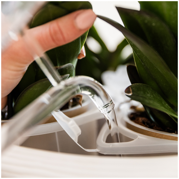 Kolibri Orchids | Witte orchideeënset in Como dish incl. waterreservoir | drie witte Niagara Falls orchideeën 12cm | Mono Bouquet wit met zelfvoorzienend waterreservoir