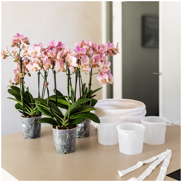 Kolibri Orchids | Witte orchideeënset in Como dish incl. waterreservoir | drie witte Lausanne orchideeën 12cm | Mono Bouquet wit met zelfvoorzienend waterreservoir