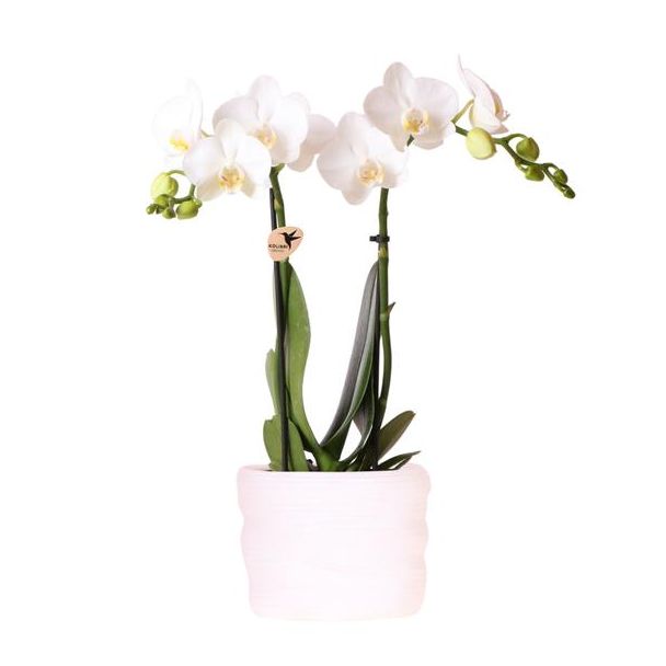 Kolibri Orchids | Witte orchidee Amabilis 9cm in Como pot incl. waterreservoir