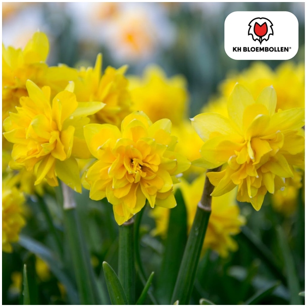 Narcis Tête de Luxe,  Zak a 25 stuks, Narcis Tête de Luxe