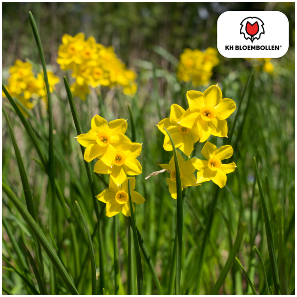 De Baby Boomer Narcis, Geurige Minibol die meerdere gele bloemen geeft., Zak a  25 stuks, Baby Boomer narcis