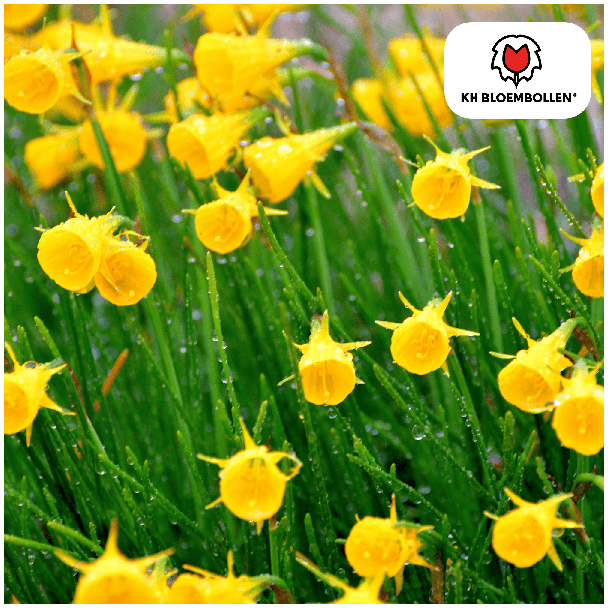 De gouden Bel Narcis, Klokvormige Gele Bloemen, Zak a 25 stuks, Narcis Golden Bells