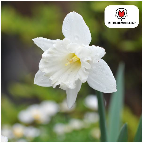 De Witte Mini Narcis, Zak a 20 stuks, Snow Baby Narcis