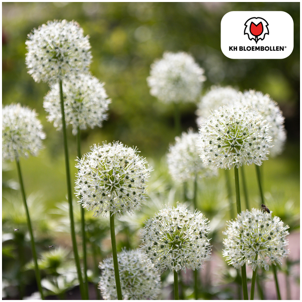De Sier-ui,  Bolvormige Bloem,  Kleur Wit, zak a 5 stuks, Allium White Giant