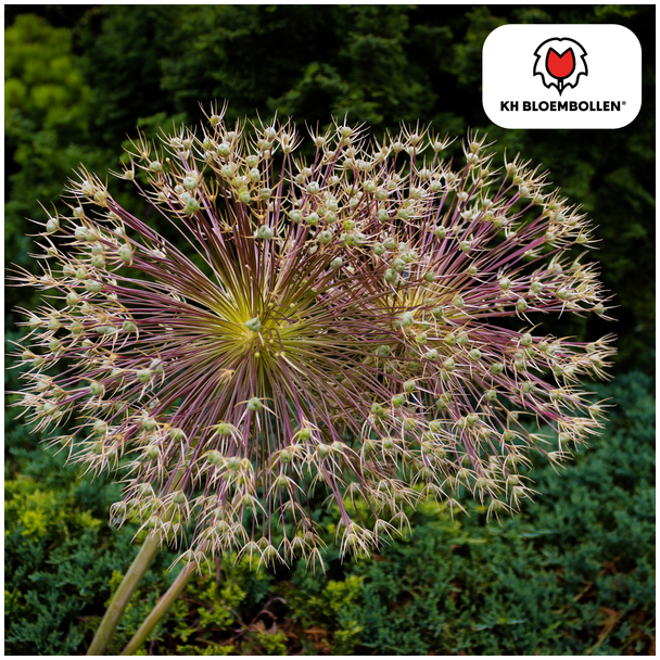 Bijzondere Sier-ui,  Ookwel Vuurwerk Allium,,Bolvormig met Stervormige bloemen,  Kleur Metalic-Paarse Bloemetjes, zak a 5 stuks, Allium Schubertii