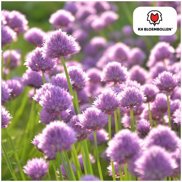 De Sier-ui,  Bolvormige Bloem,  Kleur Zacht Rose tot Lila Tinten, zak a 15 stuks, Allium Carolinianum