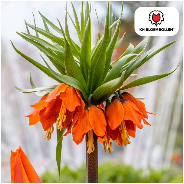 De Keizerskroon, De Ruba, Kleur Rood/Oranje, zak a 5 stuks, Fritillaria/Keizerskroon