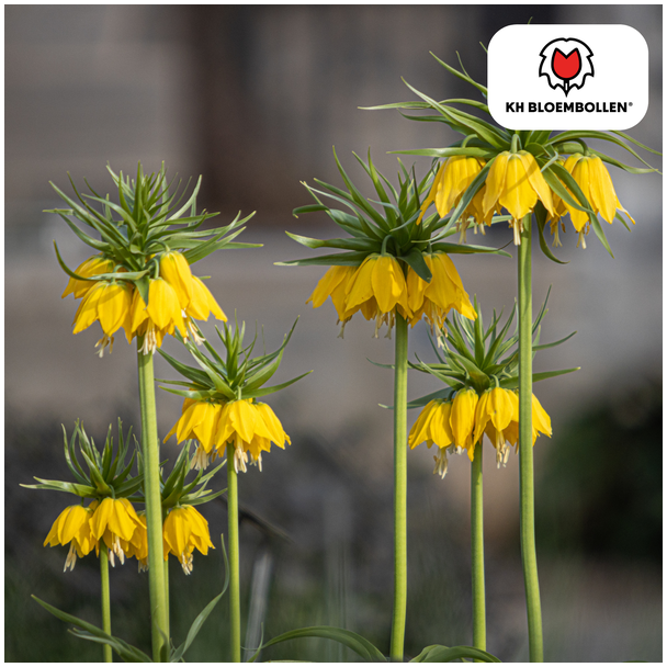 De Keizerskroon,De Lutea, Kleur Geel, zak a 5 stuks, Fritillaria/Keizerskroon