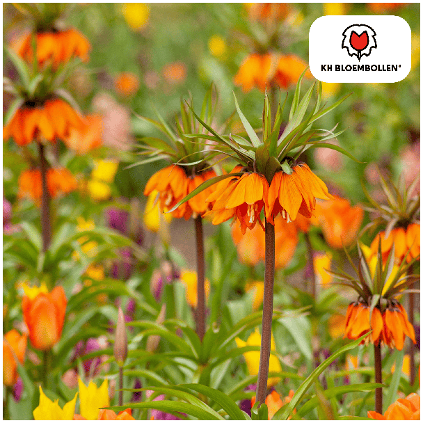 De Keizerskroon, De Garland Star, Kleur Oranje Rood, zak a 5 stuks, Fritillaria/Keizerskroon
