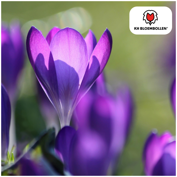 Beeld