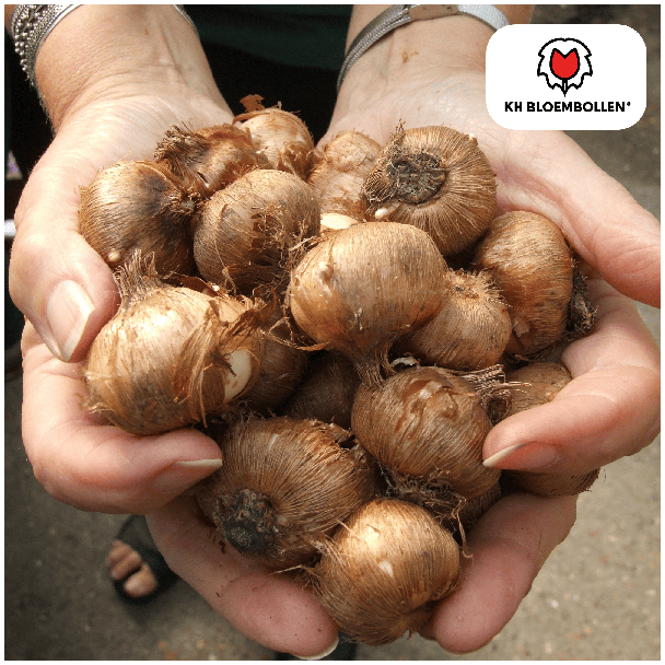 Krokusbollen, Kleur Paars, Vroege Voorjaarspracht, 1 zak a 30 stuks, (Crocus)