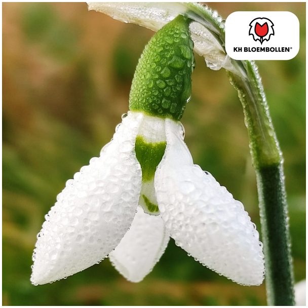 Sneeuwklokjes, Kleur Wit, Vroege Voorjaarspracht, 1 zak a 30 stuks, Galanthus nivalis