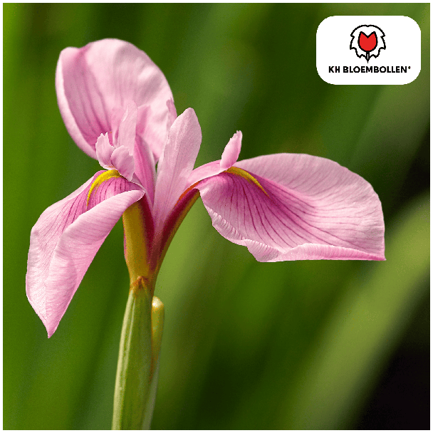 Pink Panther Iris, Kleur Bloem Rose, Voorjaarspracht, 1 zak a 25 stuks bollen