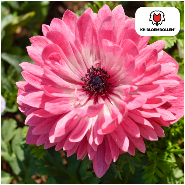 Dubbele Anemonen  Volle Bloem, Diverse Kleuren, Voorjaarspracht, 1 zak a 30 stuks knollen