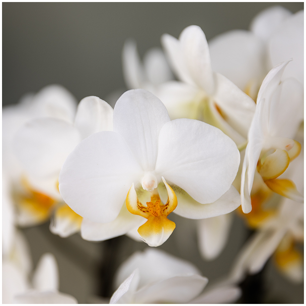 Kolibri Orchids | Planten cadeau veel succes |  Lausanne orchidee met pot  kaart & cadeautas