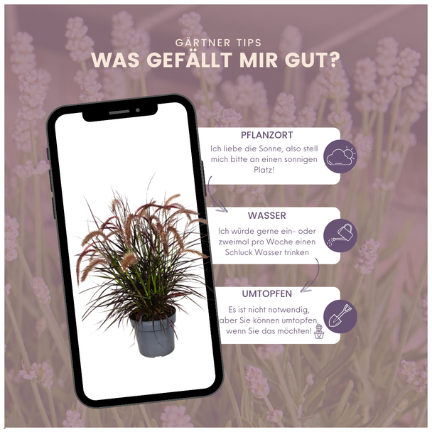 2 x Pennisetum  Tiny Tails  -  Ø19 cm -  ↨ 40-50 cm