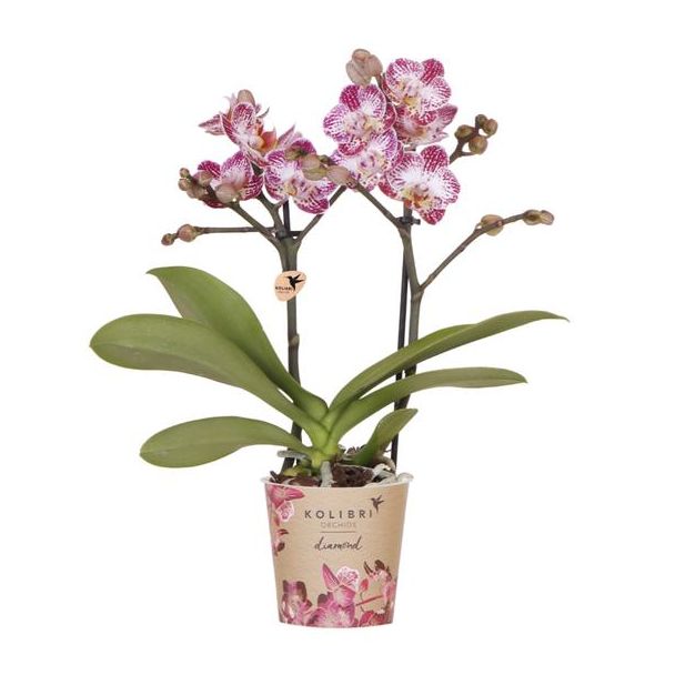 Kolibri Orchids | Roze paarse phalaenopsis orchidee potmaat Ø9cm | Bora Bora | bloeiende kamerplant - vers van de kweker