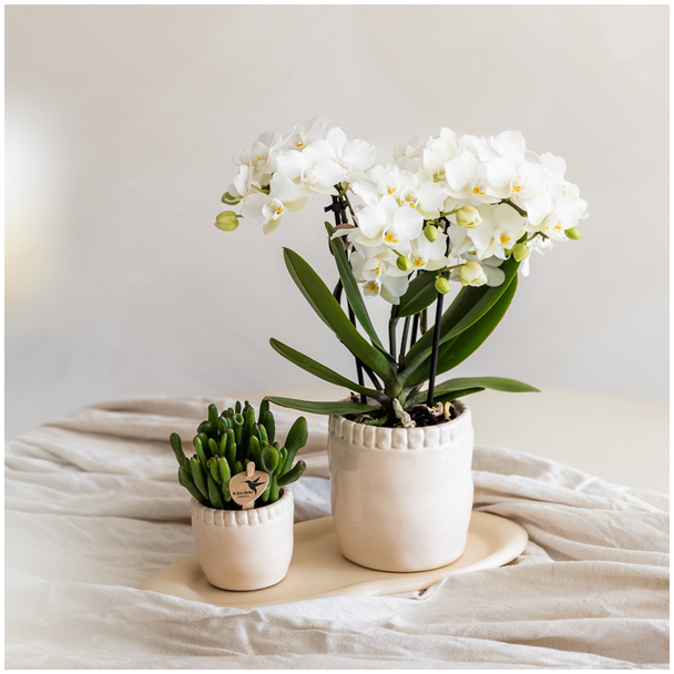 Kolibri Orchids | Witte phalaenopsis orchidee potmaat Ø9cm | Zürich | bloeiende kamerplant - vers van de kweker