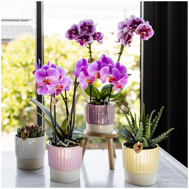 Kolibri Orchids | Paars roze phalaenopsis orchidee potmaat Ø9cm | Frederikstad | bloeiende kamerplant - vers van de kweker
