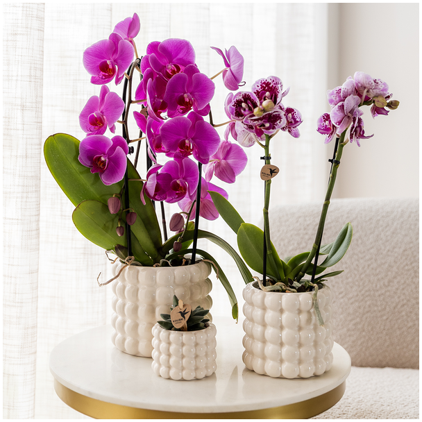 Kolibri Orchids | Paarse phalaenopsis orchidee potmaat Ø12cm | Freeride | bloeiende kamerplant - vers van de kweker