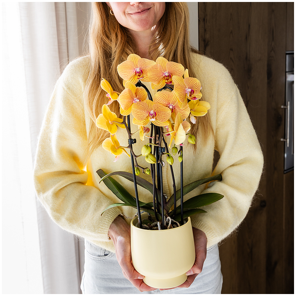 Kolibri Orchids | Oranje phalaenopsis orchidee potmaat Ø12cm | Sunny Bunny | bloeiende kamerplant - vers van de kweker