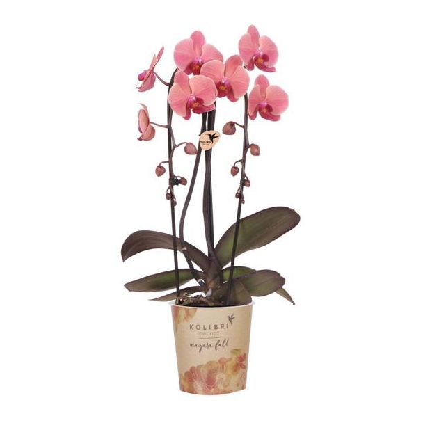 Kolibri Orchids | Zalmroze orchidee potmaat Ø12cm | Narbonne | bloeiende kamerplant - vers van de kweker