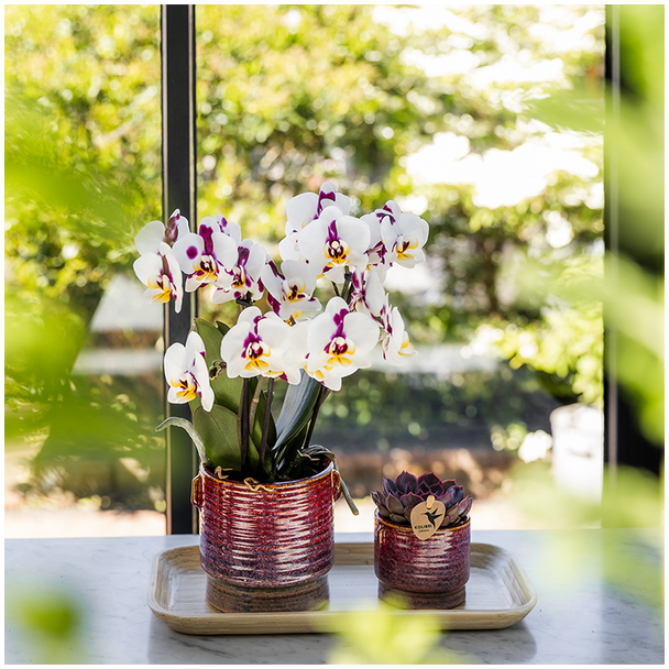Mooie Set Aura, Bestaande uit een VlinderOrchidee Congo,Ø9cm,  Kleur Rood/Rose, + Succulent Ø6cm, in Aura Sierpotten, Op Bamboe Dienblad